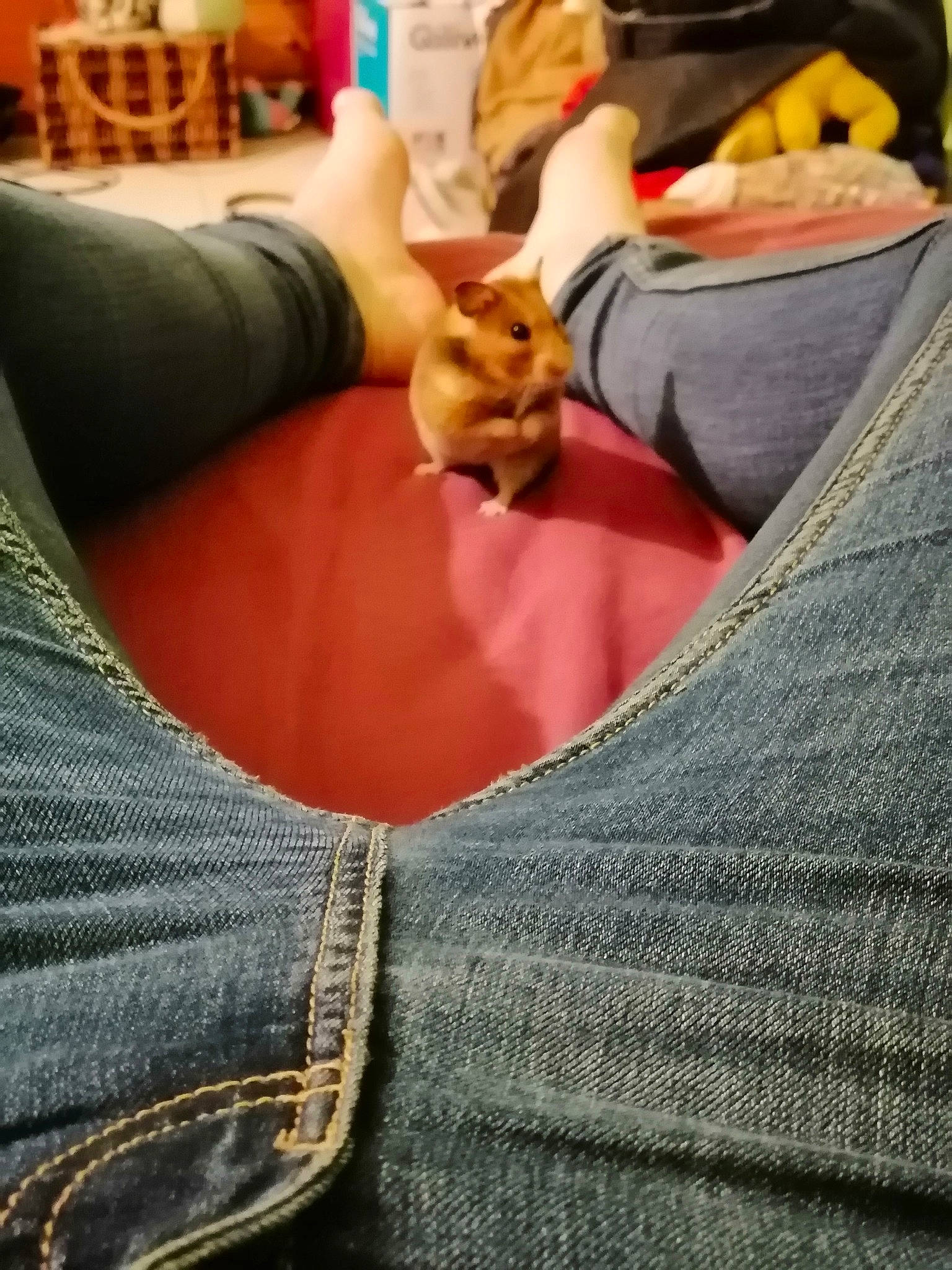 Tac participe au concours pour gagner de l'argent avec cette photo : abdomen, canidae, denim, fawn, jeans, leg, sitting, textile, trousers, trunk