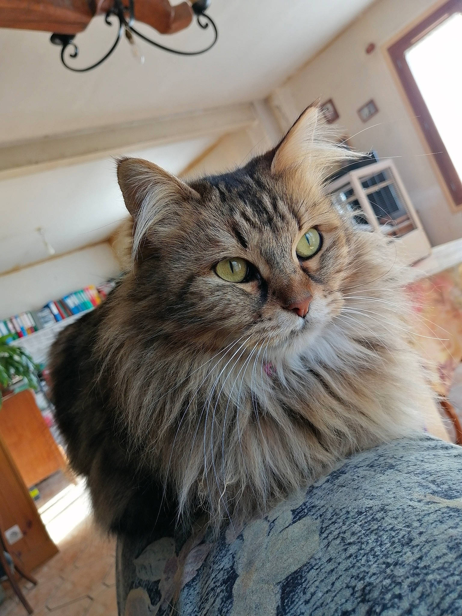 Mamour a rejoint le concours — aidez-le/la à gagner de superbes lots ! asian, asian_semi_longhair, british_semi_longhair, carnivore, cat, domestic_long_haired_cat, domestic_short_haired_cat, european_shorthair, felidae, fur, maine_coon, mammal, norwegian_forest_cat, ragamuffin, siberian, small_to_medium_sized_cats, tabby_cat, whiskers, wild_cat