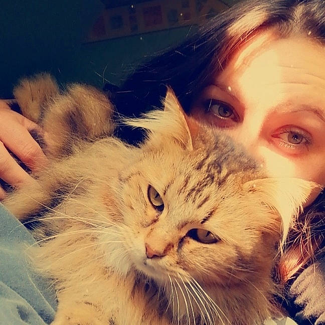 Mamour a rejoint le concours — aidez-le/la à gagner de superbes lots ! american_curl, beauty, blond, carnivore, cat, eye, face, felidae, fur, hair, head, kitten, love, nose, photography, selfie, siberian, sky, small_to_medium_sized_cats, whiskers