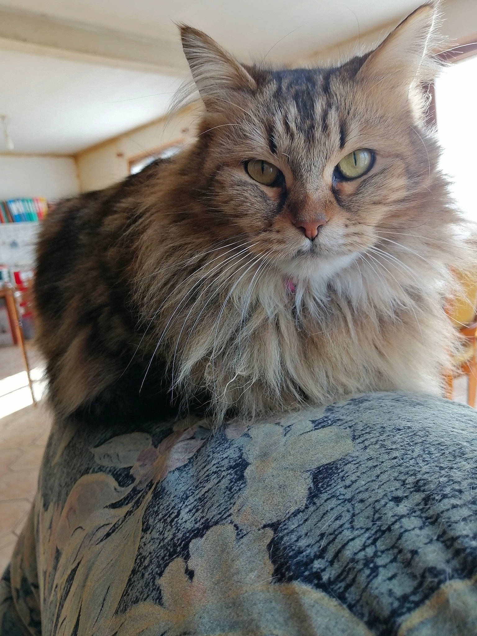 Mamour participe au concours pour gagner de l'argent avec cette photo : asian_semi_longhair, british_semi_longhair, carnivore, cat, domestic_long_haired_cat, dragon_li, european_shorthair, felidae, fur, kitten, maine_coon, mammal, norwegian_forest_cat, pixie_bob, ragamuffin, siberian, small_to_medium_sized_cats, tabby_cat, whiskers, wild_cat