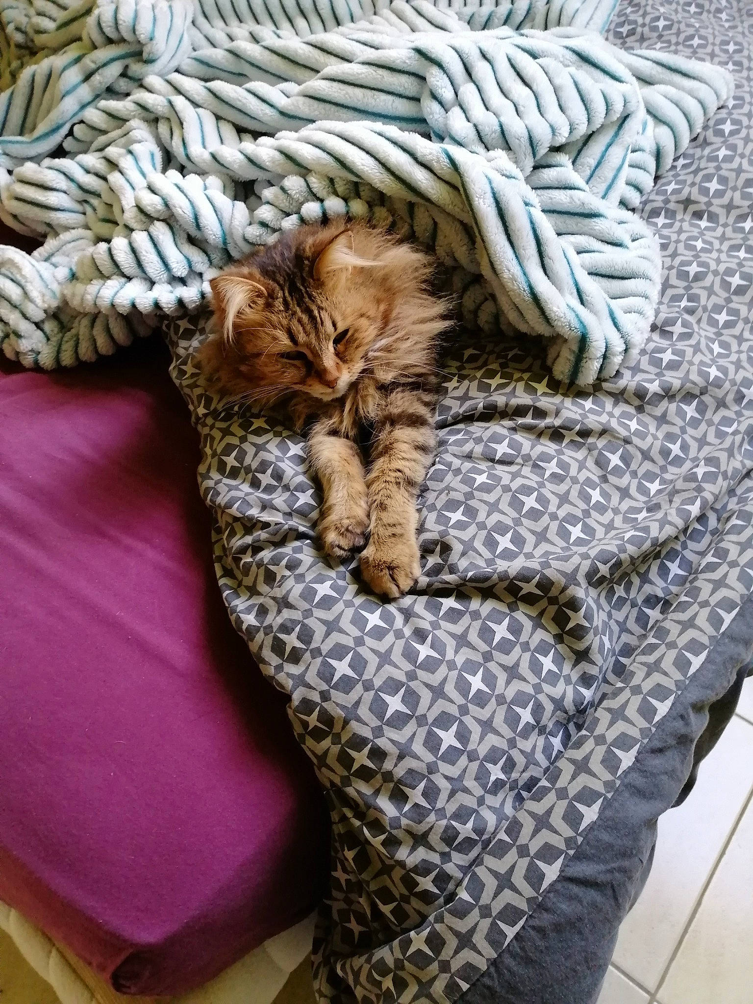 Mamour participe au concours pour gagner de l'argent avec cette photo : carnivore, cat, comfort, european_shorthair, felidae, fur, kitten, nap, sleep, small_to_medium_sized_cats, tabby_cat, textile, whiskers