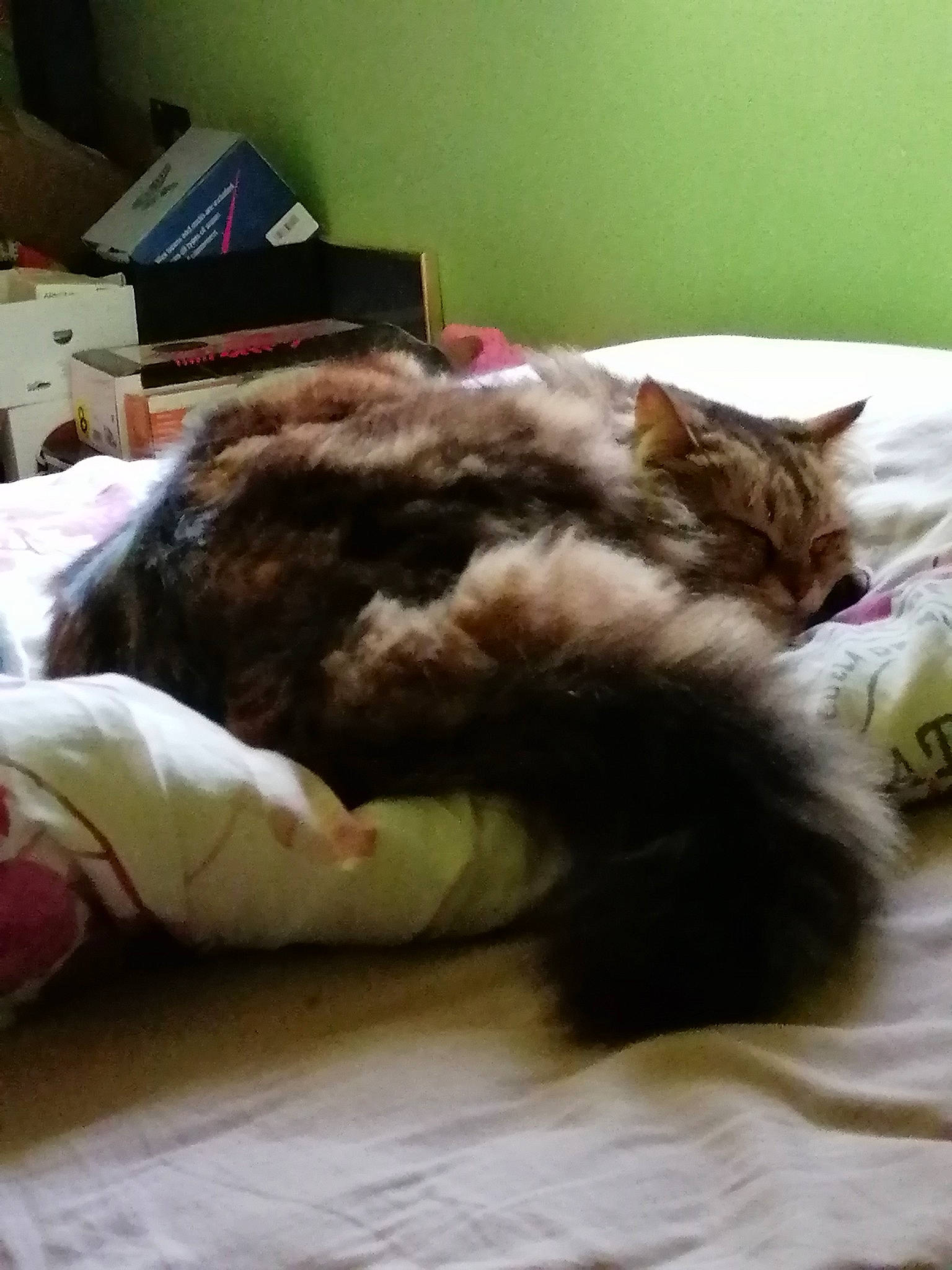 Mamour a rejoint le concours — aidez-le/la à gagner de superbes lots ! bed, bedtime, bored, carnivore, cat, comfort, ear, european_shorthair, felidae, fur, furniture, kitten, linens, nap, norwegian_forest_cat, sleep, small_to_medium_sized_cats, tabby_cat, tail, whiskers