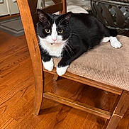 Louis joined the competition — help win amazing prizes! cat, tuxedo_cat, chair, wooden_floor, indoor, pet, feline, cushion, black_and_white, whiskers, relaxed, home, fur, animal, domestic, curious, sitting, four_legs, ears, floor