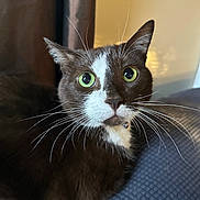 Joey joined the competition — help win amazing prizes! cat, tuxedo_cat, green_eyes, whiskers, indoor, curious, pet, feline, close_up, portrait, cozy, soft_lighting, alert, fur, animal, domestic, relaxed, couch, curtain, face