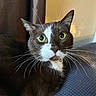 cat, tuxedo_cat, green_eyes, whiskers, indoor, curious, pet, feline, close_up, portrait, cozy, soft_lighting, alert, fur, animal, domestic, relaxed, couch, curtain, face