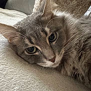 Dexter is registered to the contest to win money with this photo: cat, gray_cat, fluffy, close_up, pet, animal, feline, lying_down, blanket, cozy, soft_texture, whiskers, ears, face, fur, indoor, resting, cute, curious, eyes