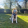 dog, husky, outdoor, grass, harness, blue_sky, trees, sunlight, pet, canine, nature, greenery, animal, sitting, daytime, fur, collar, park, leaves, serene