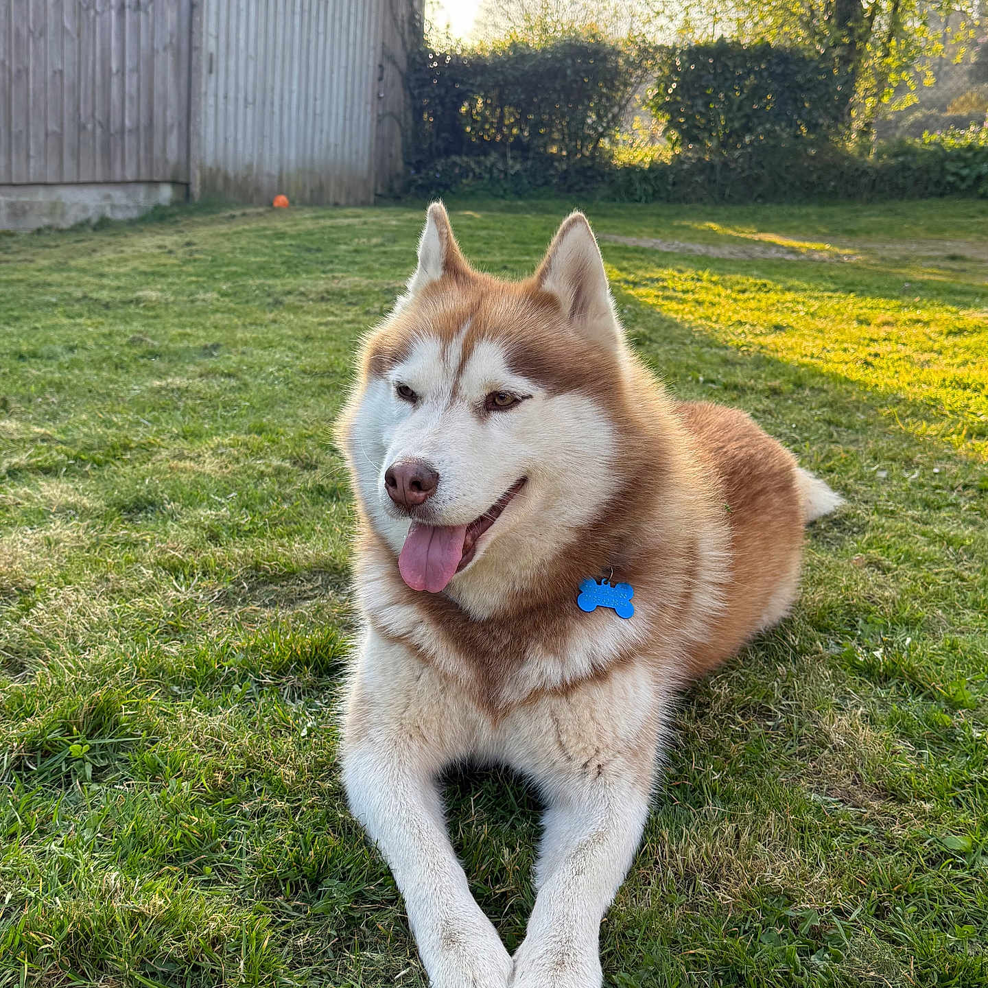 Snow a rejoint le concours — aidez-le/la à gagner de superbes lots ! dog, siberian_husky, grass, outdoor, pet, animal, sunlight, tongue_out, fur, collar, blue_tag, nature, canine, resting, greenery, yard, summer, happy, mammal, daylight