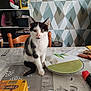 black_and_white, cat, chair, close_up, curious, domestic_animal, furniture, geometric_wallpaper, household_items, indoor, kitten, notebook, patterned_wall, pet, plate, sitting, stationery, table, wooden_chair, young_cat