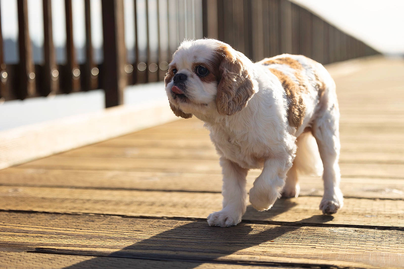 Skittles joined the competition — help win amazing prizes! canidae, carnivore, companion_dog, dog, dog_breed, fawn, fence, flooring, fur, hardwood, puppy, snout, sporting_group, tail, terrestrial_animal, toy_dog, whiskers, wood, working_animal, wrinkle