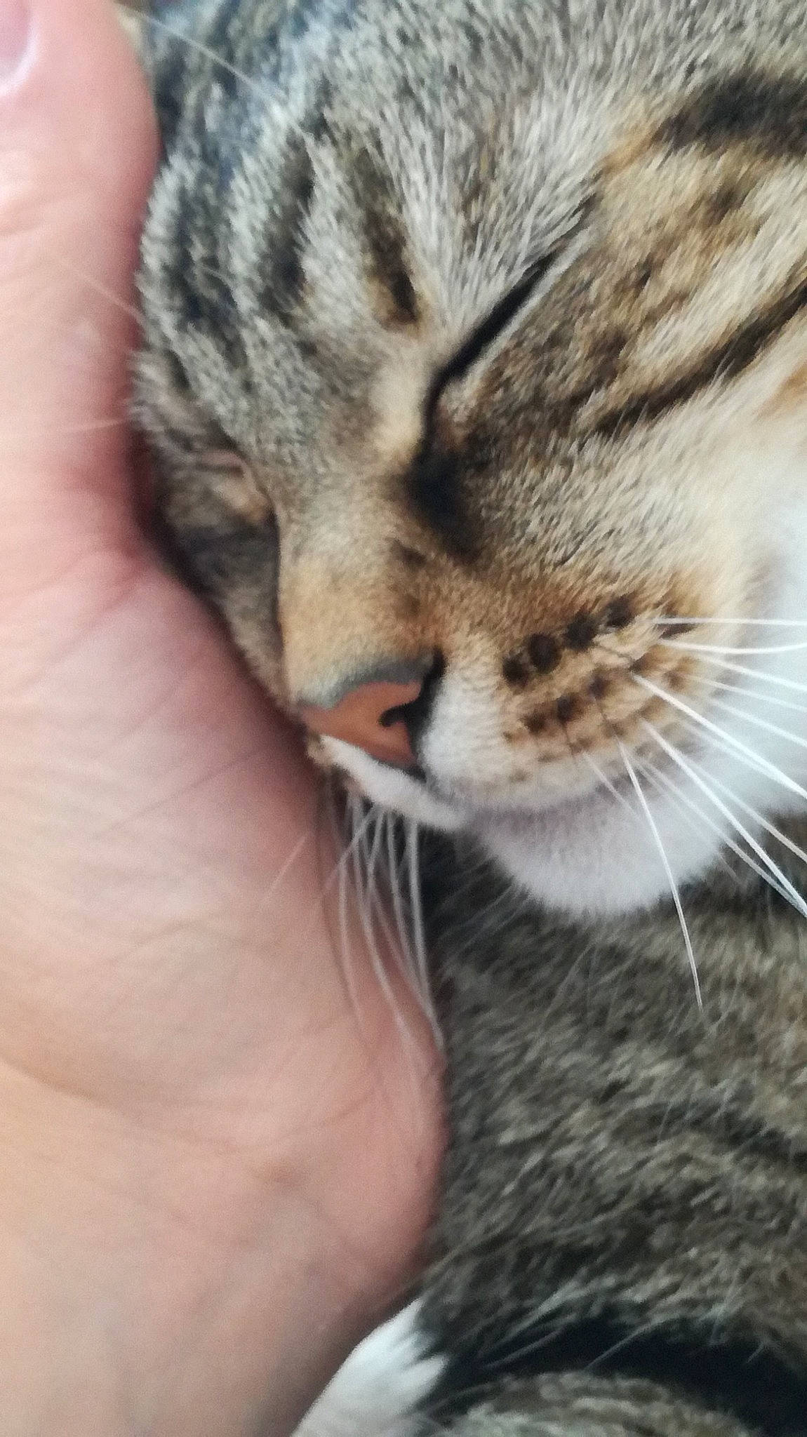 Sony a rejoint le concours — aidez-le/la à gagner de superbes lots ! carnivore, cat, claw, close_up, domestic_short_haired_cat, felidae, fur, paw, small_to_medium_sized_cats, terrestrial_animal, whiskers, wildlife