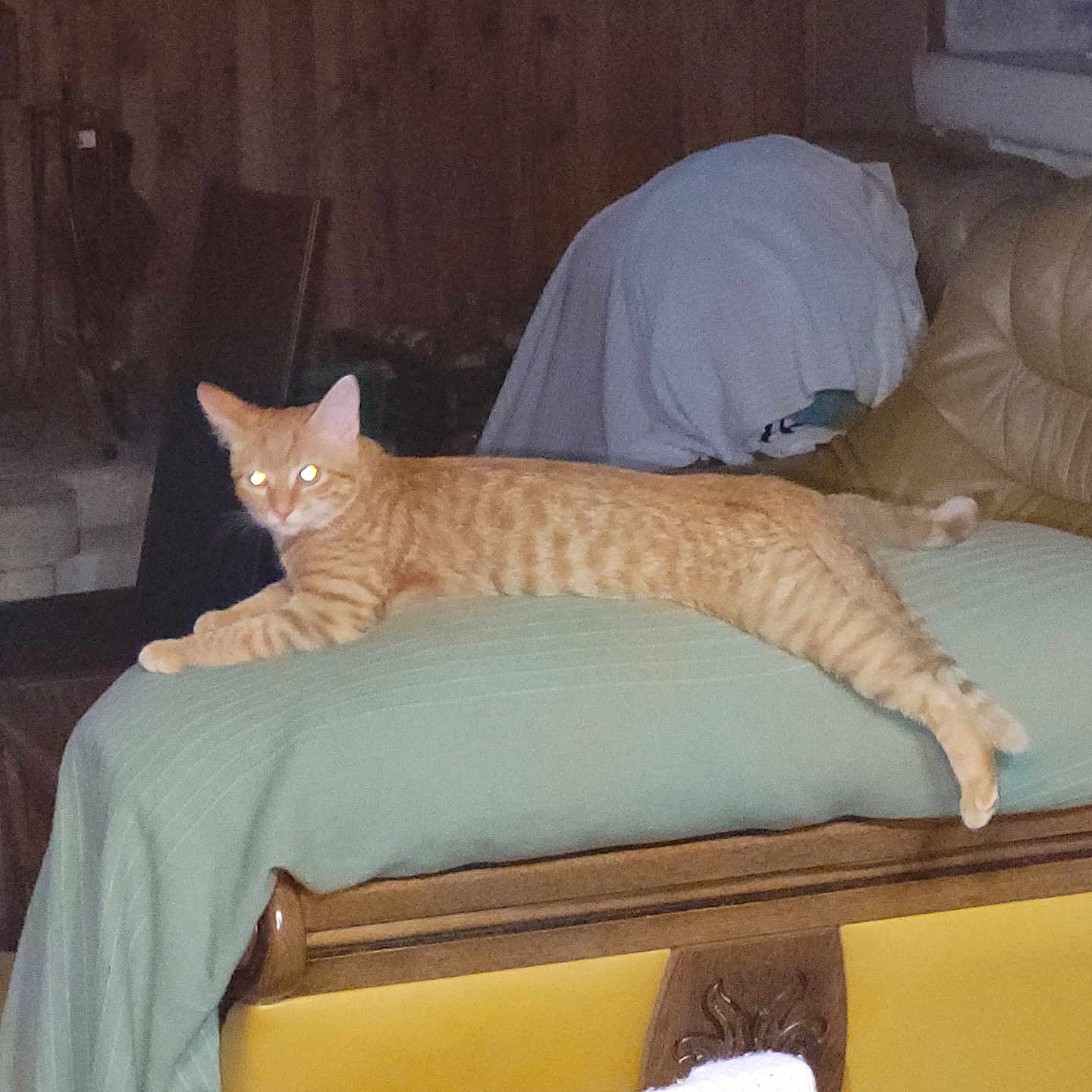 Yor Et Zoé participe au concours pour gagner de l'argent avec cette photo : abyssinian, adult, animal, architecture, building, cat, chair, couch, cushion, furniture, homedecor, indoors, livingroom, male, man, person, pet, plywood, room, wood