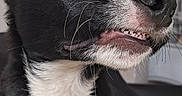 Aïko a rejoint le concours — aidez-le/la à gagner de superbes lots ! animal, black_and_white, canine, close_up, companion, dog, domestic, ears, expression, fur, household, indoor, looking_away, pet, portrait, snout, soft_light, teeth, texture, whiskers