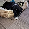 Aïko a rejoint le concours — aidez-le/la à gagner de superbes lots ! animal, black_and_white, cozy, cute, dog_bed, floor, flooring, home, indoor, panda_plush, pet, puppy, relaxing, resting, rope_toy, sleeping, soft_bed, toy, wooden_floor, young_dog