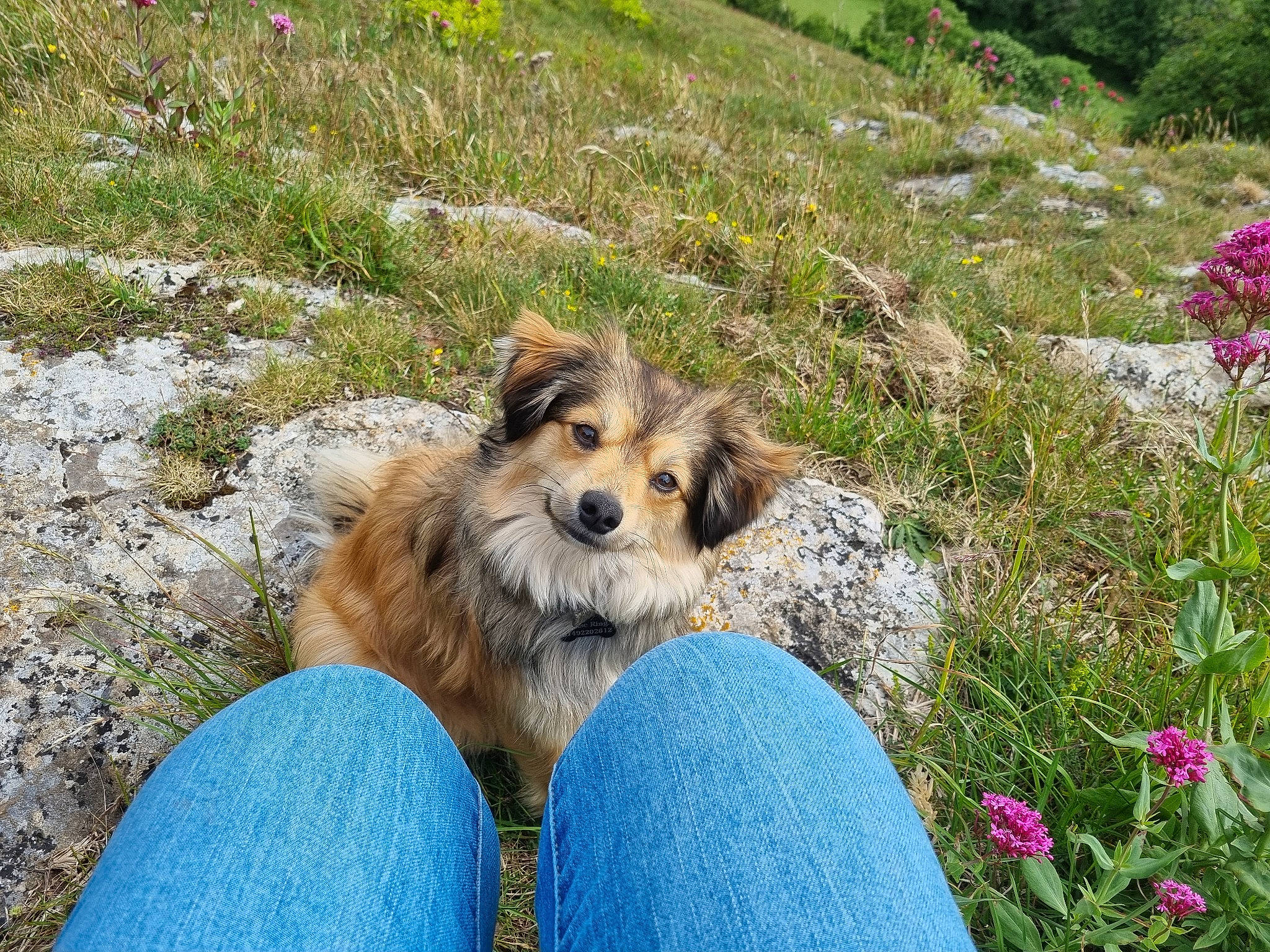 Jasper is registered to the contest to win money with this photo: australian_terrier, canidae, carnivore, collie, companion_dog, dog, dog_breed, fawn, flower, fur, grass, herbaceous_plant, herding_dog, jeans, plant, small_terrier, sporting_group, terrestrial_animal, terrier, toy_dog