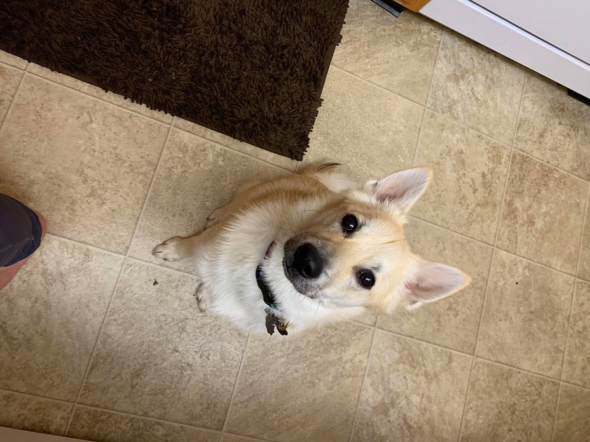 Finley joined the competition — help win amazing prizes! canidae, carnivore, companion_dog, dog, dog_breed, dog_supply, fawn, flooring, fur, german_spitz, german_spitz_mittel, hardwood, snout, spitz, sporting_group, tail, volpino_italiano, whiskers, wood, working_animal