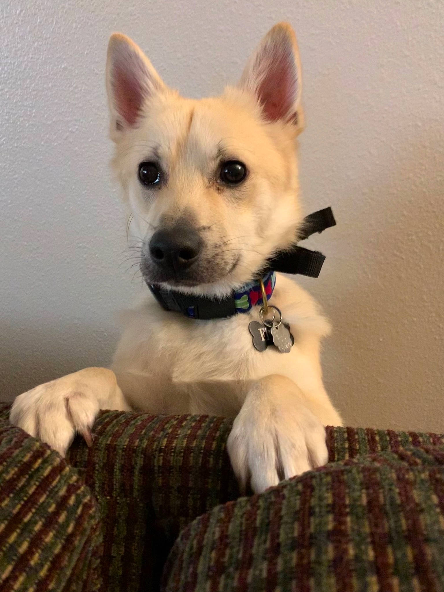 Finley joined the competition — help win amazing prizes! canidae, carnivore, collar, companion_dog, dog, dog_breed, dog_supply, ear, fawn, fur, pattern, plaid, snout, sporting_group, tail, tartan, terrestrial_animal, toy_dog, whiskers, working_animal