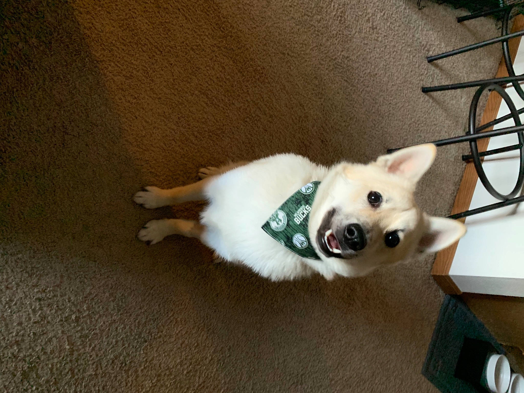 Finley joined the competition — help win amazing prizes! ball, canidae, carnivore, collar, companion_dog, dog, dog_breed, dog_supply, fawn, flooring, fur, german_spitz, mechanical_fan, snout, spitz, sporting_group, tail, tire, wheel, whiskers