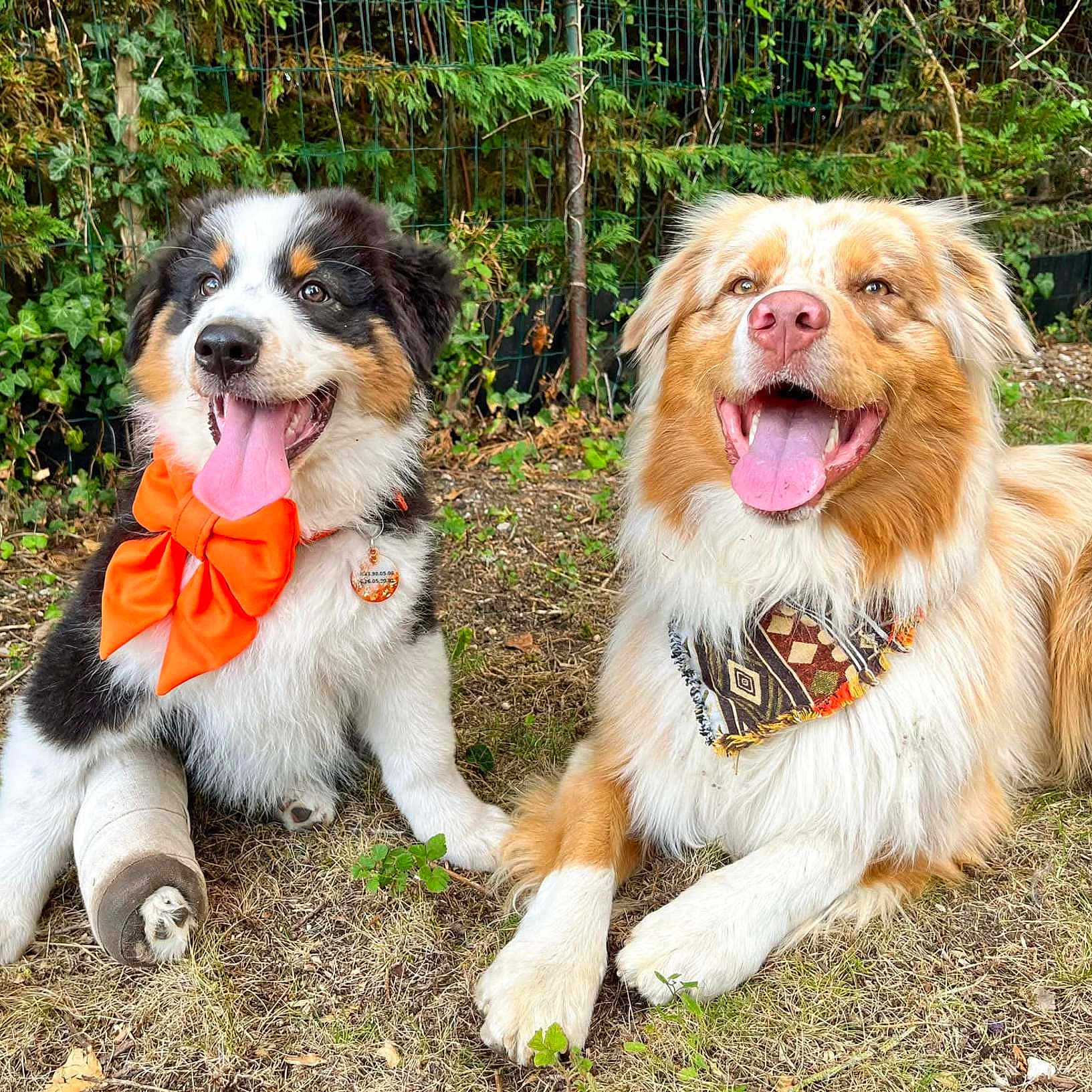 Sandoly a rejoint le concours — aidez-le/la à gagner de superbes lots ! dog, canine, outdoor, grass, pet, animal, happy, tongue_out, bow, bandana, cast, nature, fence, two_dogs, playful, fur, smiling, garden, friendship, resting