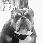 Escobar joined the competition — help win amazing prizes! animal, black_and_white, blurred_background, bulldog, canine, close_up, decor, dog, face, flowers, furniture, grainy, home, indoor, monochrome, pet, portrait, seated, texture, vase