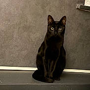 Stella participe au concours pour gagner de l'argent avec cette photo : black_cat, cat, pet, animal, indoor, gray_wall, ledge, sitting, feline, domestic_cat, portrait, curious, alert, whiskers, ears, tail, eyes, quiet, still_life, shadow