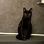black_cat, cat, pet, animal, indoor, gray_wall, ledge, sitting, feline, domestic_cat, portrait, curious, alert, whiskers, ears, tail, eyes, quiet, still_life, shadow