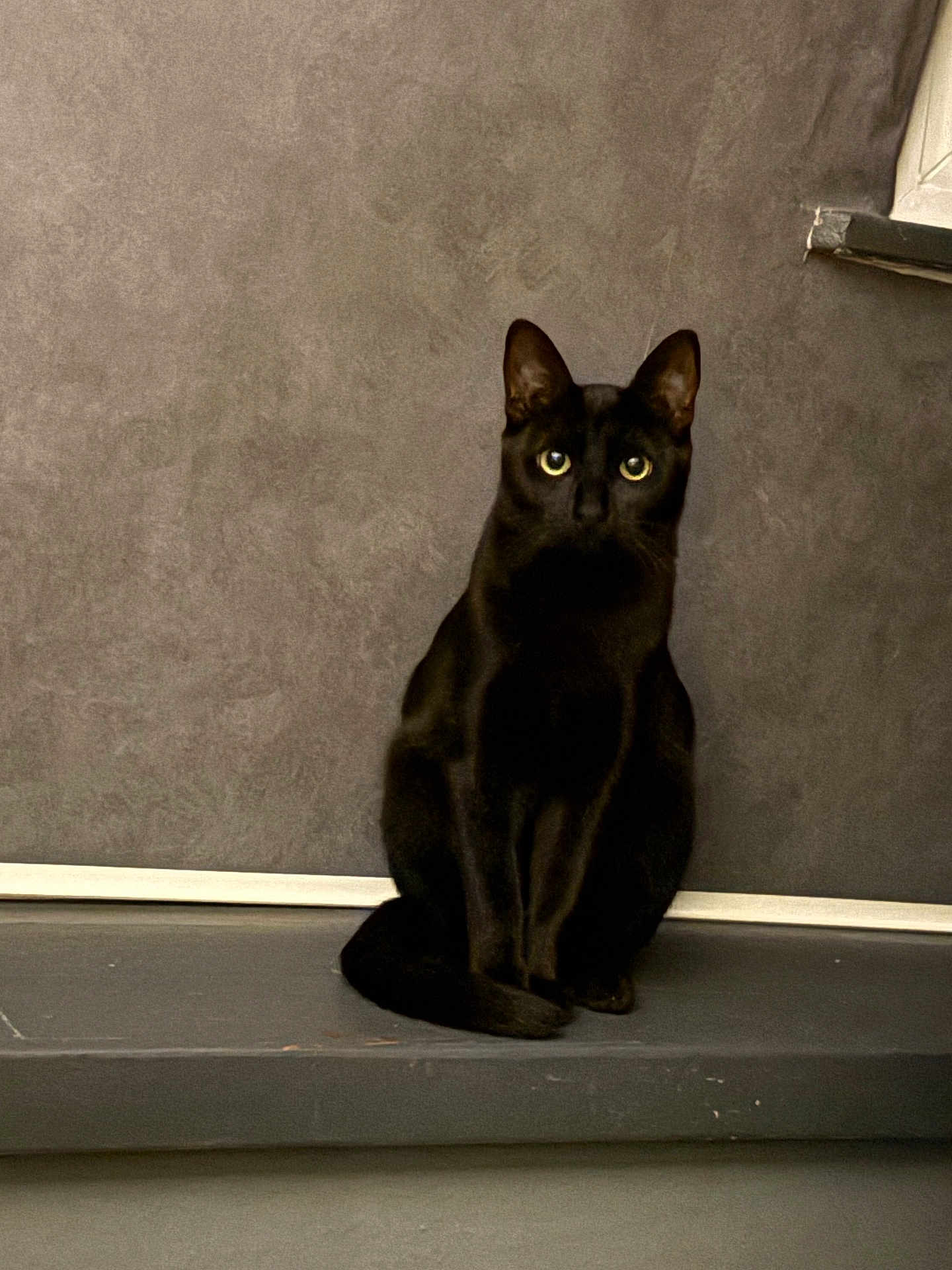 Stella participe au concours pour gagner de l'argent avec cette photo : black_cat, cat, pet, animal, indoor, gray_wall, ledge, sitting, feline, domestic_cat, portrait, curious, alert, whiskers, ears, tail, eyes, quiet, still_life, shadow