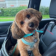 Vinnie joined the competition — help win amazing prizes! animal, bandana, canine, car, car_seat, cute, dog, fur, greenery, harness, head_tilt, indoor, leash, looking, pet, puppy, rain, seat, transport, window