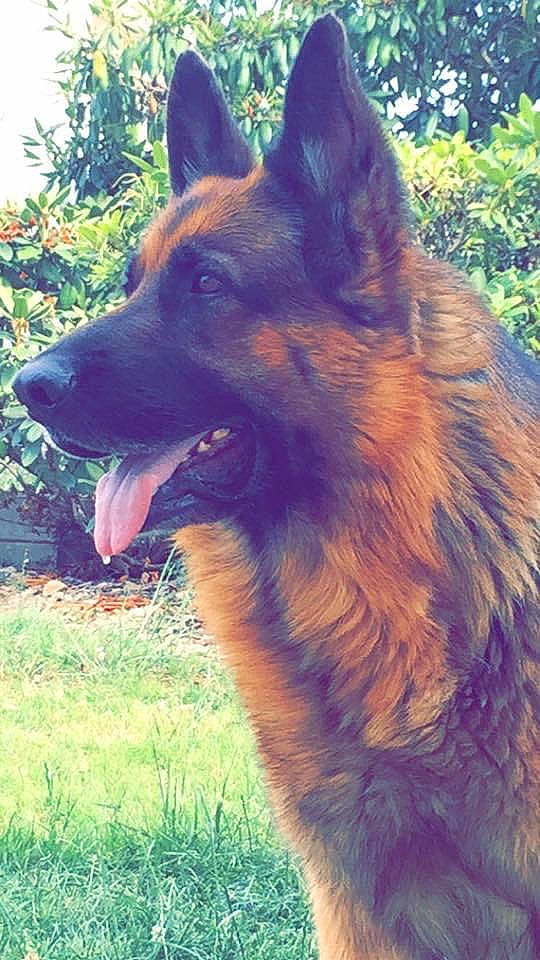 Falko participe au concours pour gagner de l'argent avec cette photo : canidae, carnivore, companion_dog, dog, dog_breed, east_european_shepherd, fawn, fur, german_shepherd_dog, grass, herding_dog, king_shepherd, liver, old_german_shepherd_dog, plant, snout, sporting_group, terrestrial_animal, wildlife, working_animal