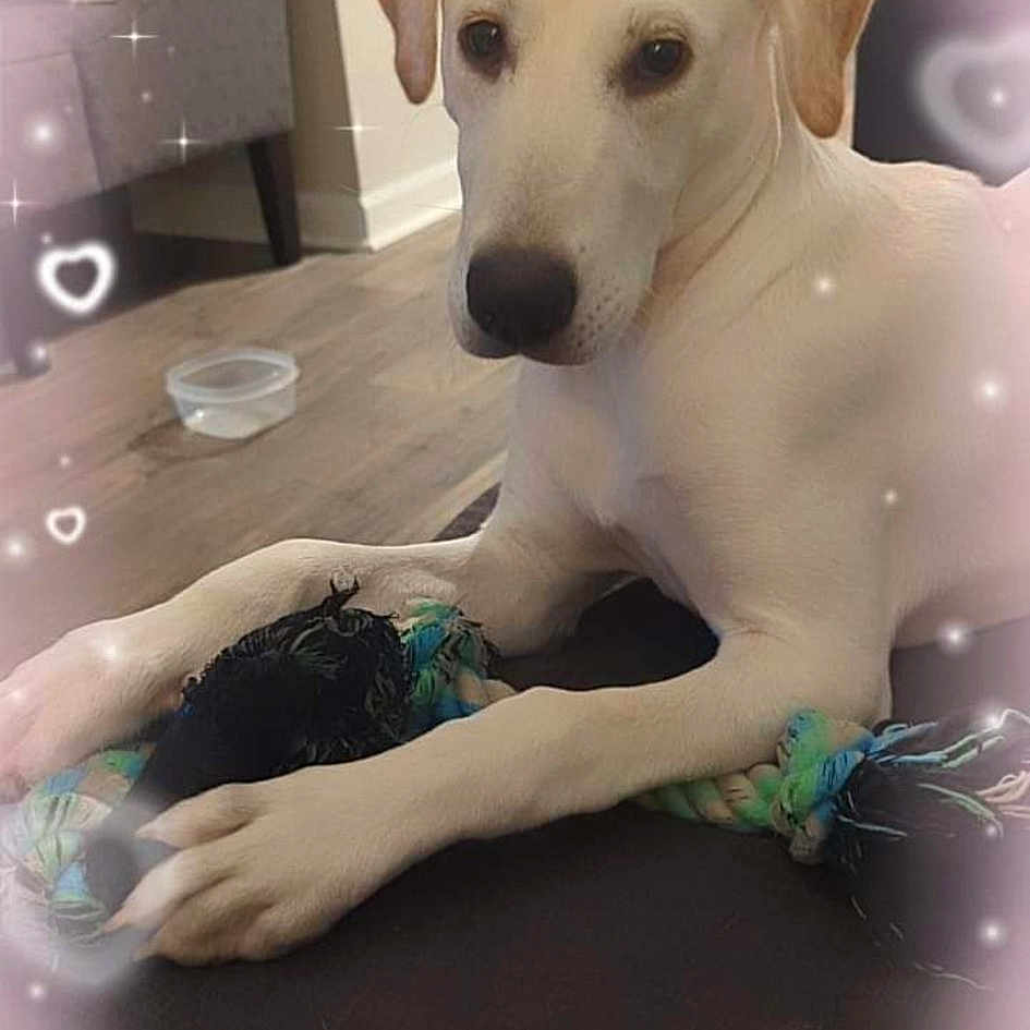 Lola is registered to the contest to win money with this photo: canidae, carnivore, collar, comfort, companion_dog, dog, dog_breed, dog_collar, dog_supply, fawn, flooring, paw, pet_supply, snout, sporting_group, tail, terrestrial_animal, toy_dog, whiskers, working_animal