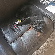 Fred is registered to the contest to win money with this photo: animal, black_cat, blanket, carpet, cat, comfortable, cozy, domestic, furniture, home, indoor, leather_couch, paw, pet, relaxed, resting, sleeping_cat, toy, toy_mouse, worn_couch