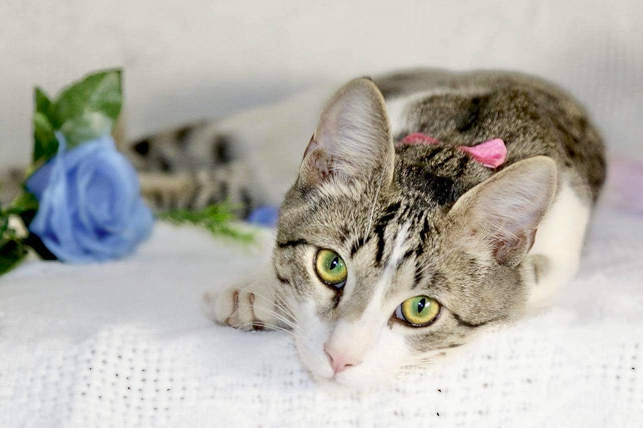 Fryday is registered to the contest to win money with this photo: carnivore, cat, domestic_short_haired_cat, ear, eye, felidae, flower, fur, grass, paw, petal, plant, rose, rose_family, rose_order, small_to_medium_sized_cats, snout, terrestrial_animal, whiskers, wildlife