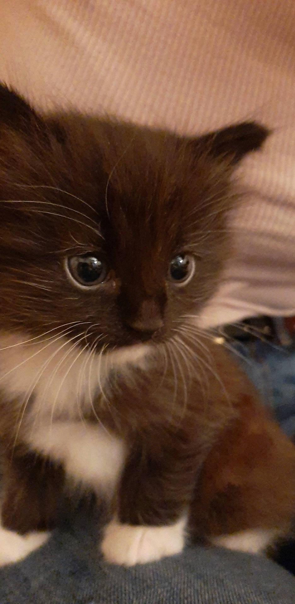 Patapon participe au concours pour gagner de l'argent avec cette photo : british_longhair, carnivore, cat, claw, domestic_short_haired_cat, electric_blue, fawn, felidae, fur, head, mammal, small_to_medium_sized_cats, snout, tail, terrestrial_animal, vertebrate, whiskers, working_animal