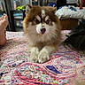 puppy, dog, fluffy, brown_and_white, portrait, sitting, bed, quilt, colorful, indoors, bedroom, laundry, clothing, feet, black_dog, fur, cute, centered, pet, home