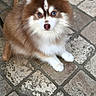 Shokko a rejoint le concours — aidez-le/la à gagner de superbes lots ! dog, puppy, fluffy, brown_and_white, blue_eyes, sitting, indoor, stone_floor, tile_floor, portrait, pet, small_dog, pointy_ears, white_chest, white_paws, furry, looking_at_camera, cute, photograph, screenshot