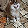 Shokko participe au concours pour gagner de l'argent avec cette photo : dog, puppy, fluffy, husky, malamute, brown_and_white, blue_eyes, tongue_out, sitting, pet, canine, long_fur, pointed_ears, portrait, indoors, tile_floor, home, cute, playful, closeup