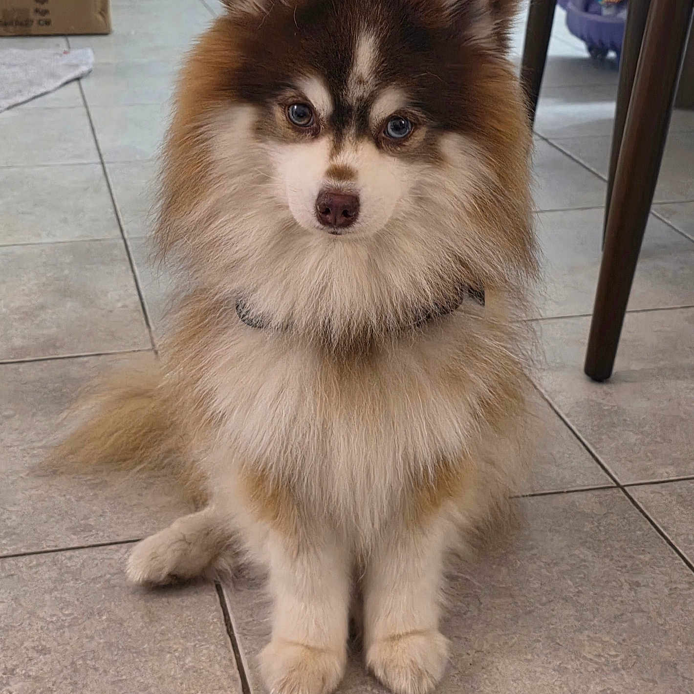 Shokko participe au concours pour gagner de l'argent avec cette photo : dog, puppy, husky, fluffy, sitting, portrait, pet, animal, fur, brown_and_white, blue_eyes, pointed_ears, paws, indoors, tiled_floor, broom, cardboard_box, chair, household, cute