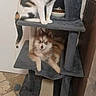cat, cats, calico_cat, kitten, fluffy_cat, pet, animal, cat_tree, scratching_post, indoor, home, furniture, sitting, standing, portrait, looking_at_camera, long_hair, short_hair, multilevel, playful