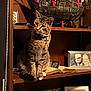 cat, tabby_cat, shelf, wooden_shelf, model_ship, superhero_figures, photograph, picture_frame, book, indoor, decor, pet, collar, blue_collar_tag, curious, seated, family_photos, memorabilia, cozy, nostalgic