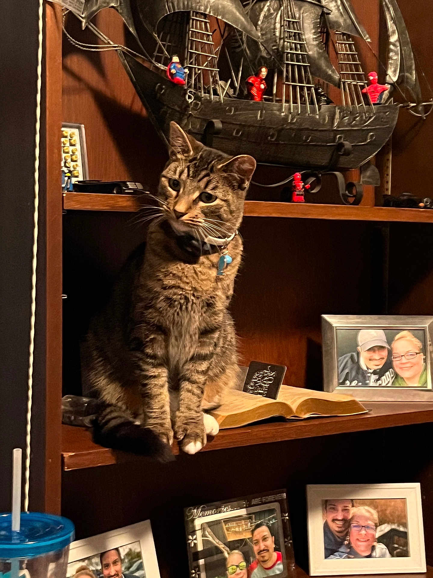 Pippin joined the competition — help win amazing prizes! cat, tabby_cat, shelf, wooden_shelf, model_ship, superhero_figures, photograph, picture_frame, book, indoor, decor, pet, collar, blue_collar_tag, curious, seated, family_photos, memorabilia, cozy, nostalgic