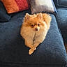animal, blue, carpet, couch, cozy, crossed_paws, cute, dog, domestic, fluffy, fur, home, indoor, living_room, orange, pet, pillow, pomeranian, relaxed, small_dog