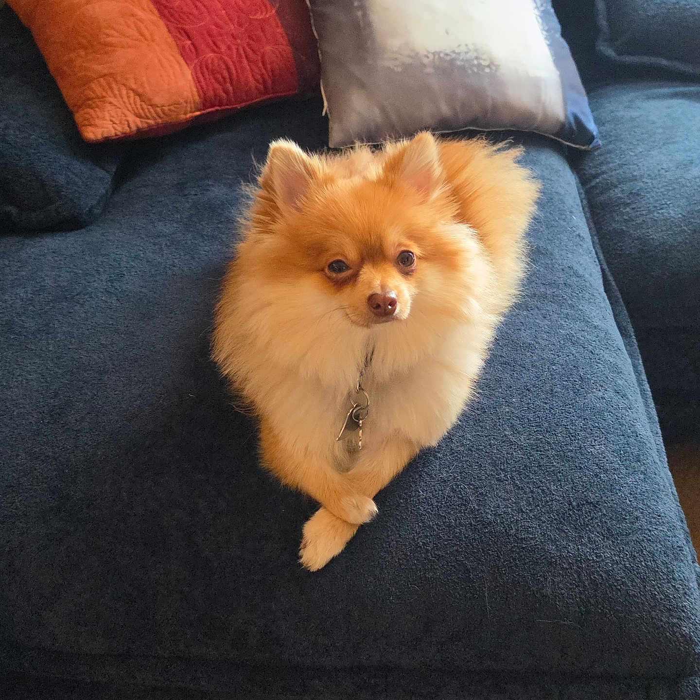 Trixie joined the competition — help win amazing prizes! animal, blue, carpet, couch, cozy, crossed_paws, cute, dog, domestic, fluffy, fur, home, indoor, living_room, orange, pet, pillow, pomeranian, relaxed, small_dog