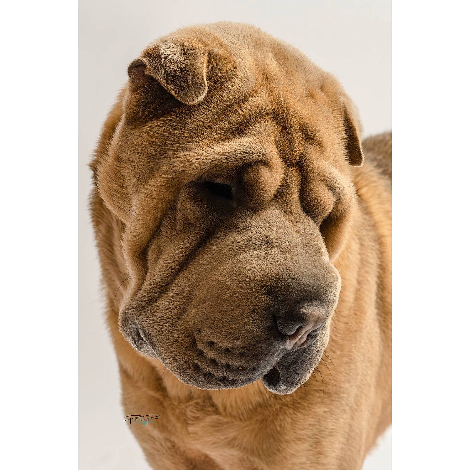 Barry is registered to the contest to win money with this photo: art, canidae, carnivore, comfort, companion_dog, dog, dog_breed, fawn, fur, liver, natural_material, shar_pei, snout, sporting_group, terrestrial_animal, working_animal, wrinkle