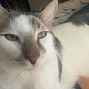 Apollo is registered to the contest to win money with this photo: cat, close_up, white, grey, green_eyes, fur, pet, animal, indoor, blurry, face, ears, whiskers, soft, texture, sleepy, resting, domestic, mammal, feline