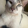 Apollo joined the competition — help win amazing prizes! cat, close_up, white_cat, gray_spots, indoor, pet, animal, feline, fur, whiskers, nose, ear, bed, blanket, cozy, domestic, cute, portrait, soft, sleepy