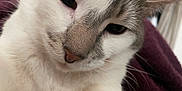 Apollo joined the competition — help win amazing prizes! cat, close_up, white_cat, gray_markings, whiskers, nose, fur, pet, animal, indoor, cozy, blanket, portrait, cute, feline, soft, relaxed, face, muzzle, ears