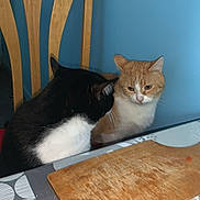 Cathy Petit participe au concours pour gagner de l'argent avec cette photo : cat, cats, black_and_white_cat, orange_and_white_cat, wooden_chair, cutting_board, table, blue_wall, indoor, feline, pet, domestic_animal, whiskers, fur, ear, face, head, sitting, quiet, curious