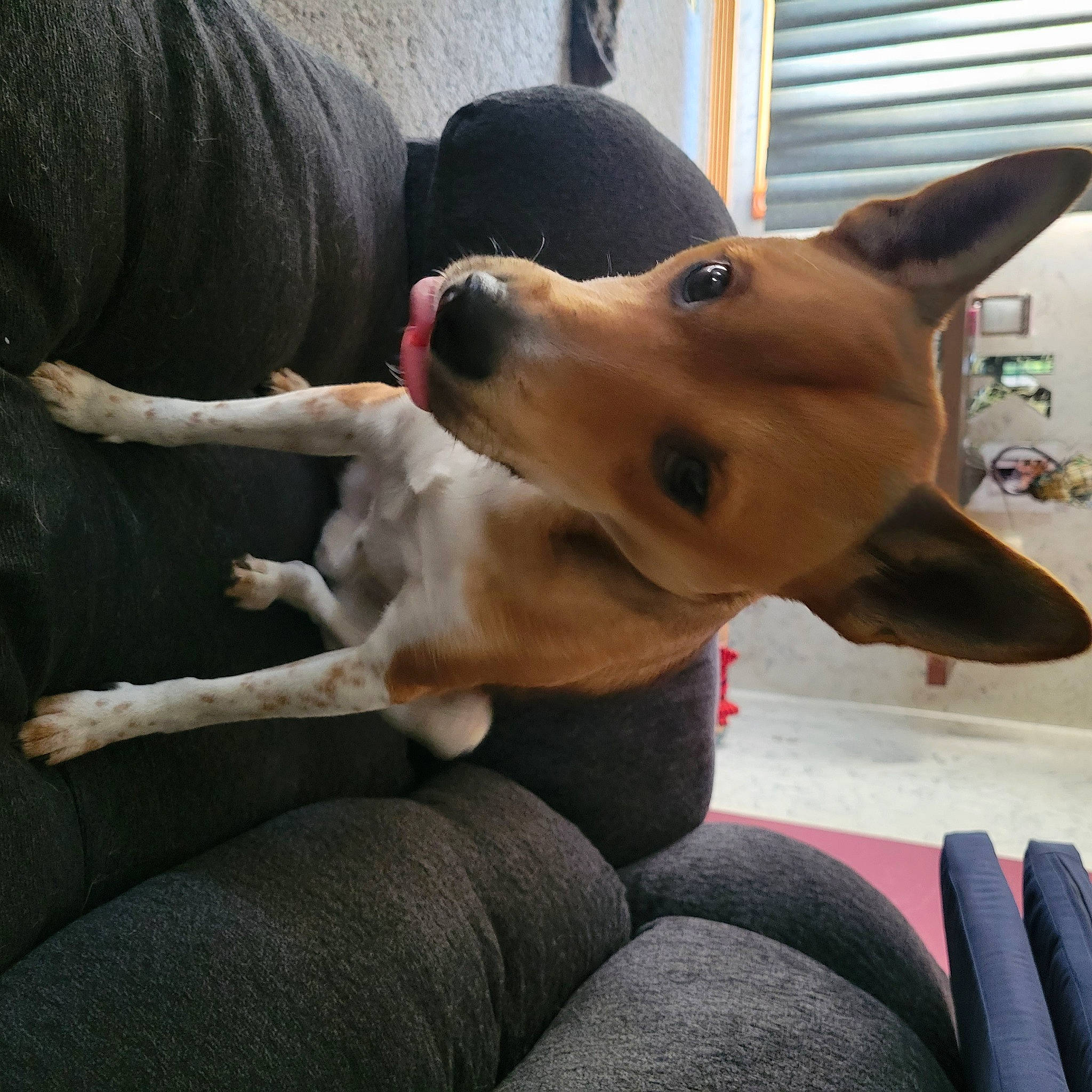 Cato is registered to the contest to win money with this photo: canidae, carnivore, collar, comfort, companion_dog, dog, dog_breed, dog_collar, dog_supply, ear, fawn, fur, paw, selfie, snout, sporting_group, whiskers, window, working_animal, working_dog