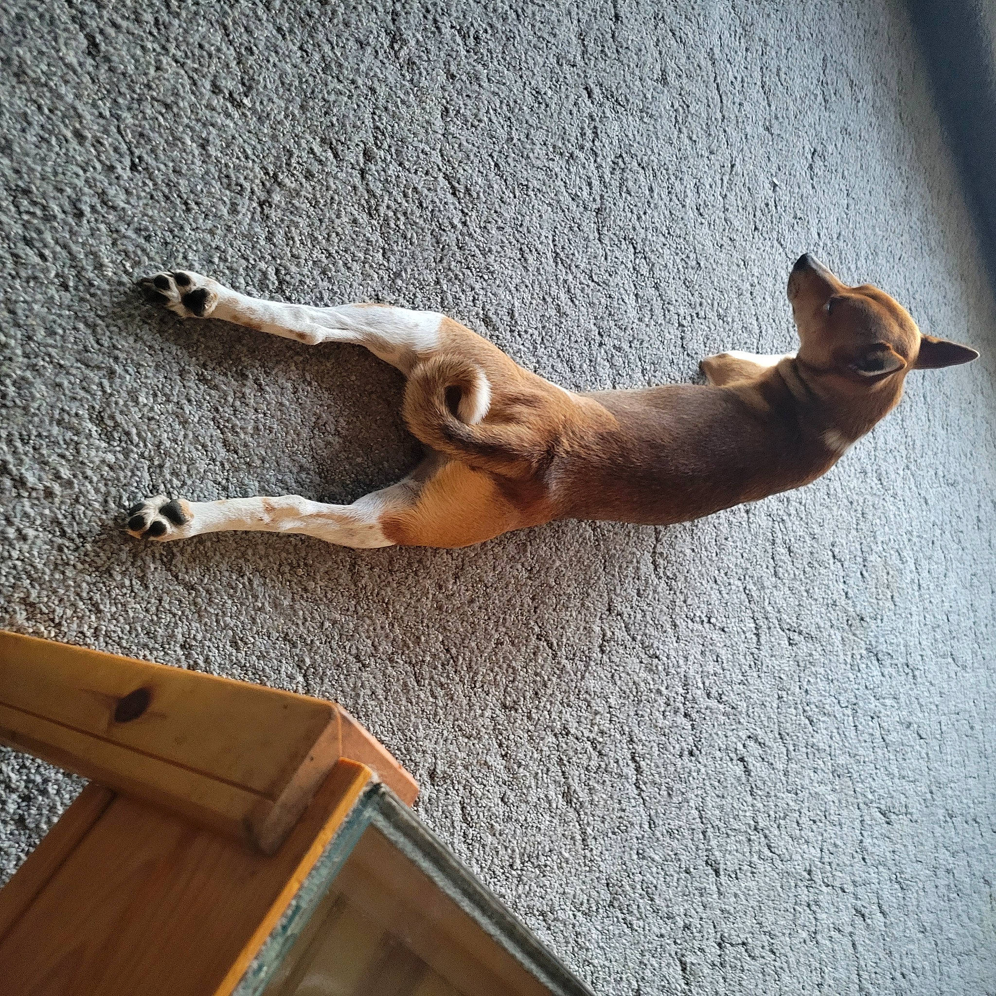 Cato joined the competition — help win amazing prizes! art, balance, canidae, carnivore, companion_dog, dog, dog_breed, fawn, felidae, flooring, hardwood, human_leg, metal, plywood, sporting_group, tail, terrestrial_animal, thigh, wood, wood_stain