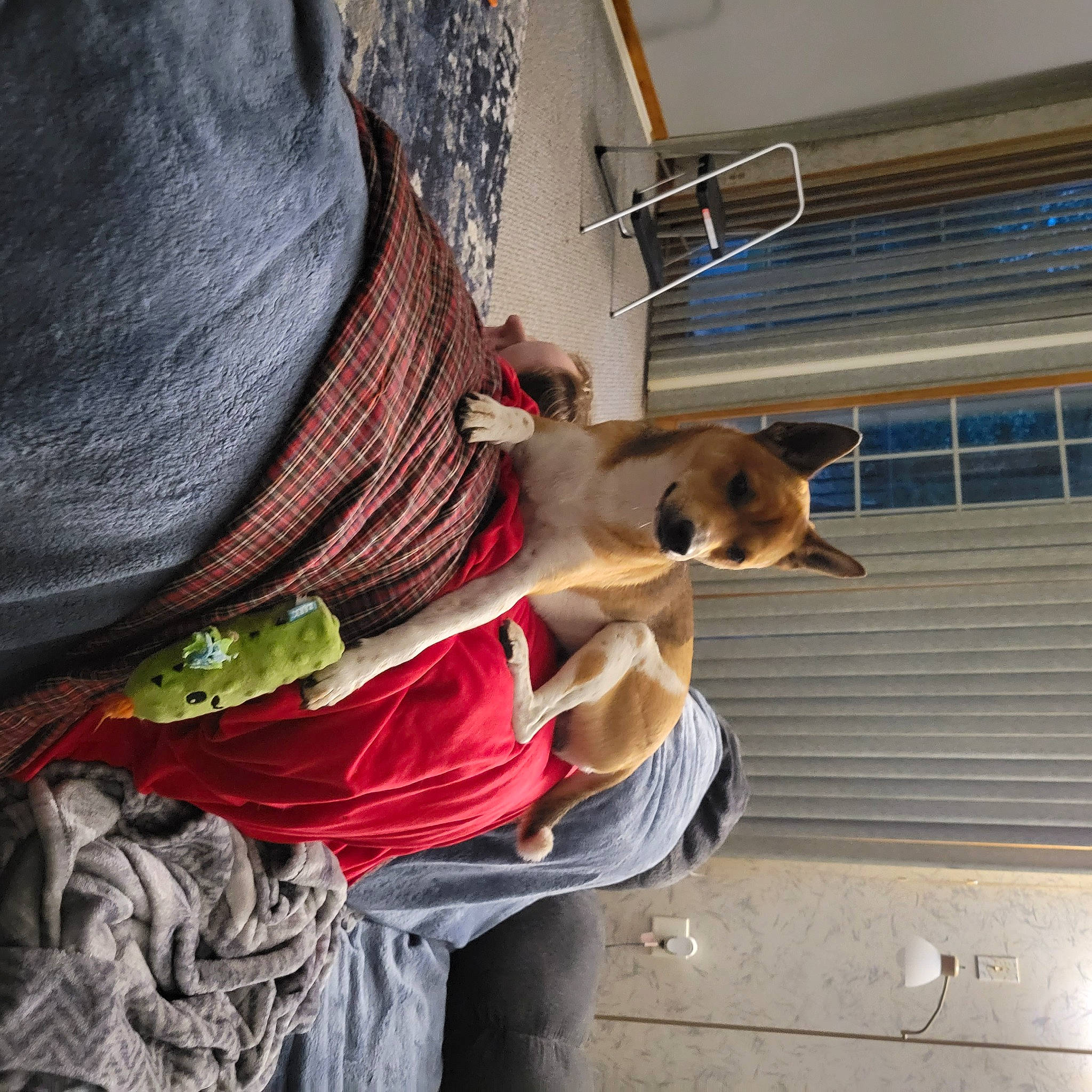 Cato joined the competition — help win amazing prizes! canidae, carnivore, collar, companion_dog, dog, dog_breed, dog_supply, fawn, fur, pet_supply, wood, working_animal